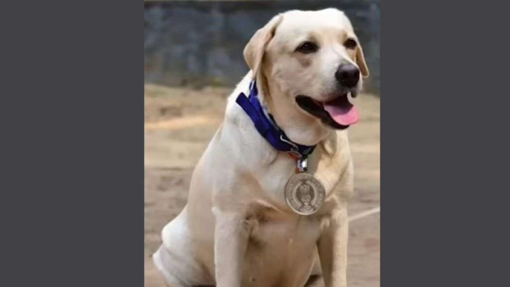 ਰੀਨਾ, ਕੇਰਲ ਪੁਲਿਸ ਦਾ ਸਭ ਤੋਂ ਪੁਰਾਣਾ ਸੇਵਾ ਕਰਨ ਵਾਲਾ ਕੁੱਤਾ ਜੋ ਫਿੱਟ ਰਹਿੰਦਾ ਹੈ, ਰਿਟਾਇਰ ਹੋਣ ਲਈ ਤਿਆਰ ਹੈ