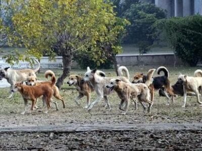 ਲੁਧਿਆਣਾ: ਐਸਬੀਐਸ ਨਗਰ ਨਿਵਾਸੀਆਂ ਨੇ ਆਵਾਰਾ ਕੁੱਤਿਆਂ ਦੀ ਦਹਿਸ਼ਤ, ਨਾਗਰਿਕਾਂ ਦੀ ਅਣਗਹਿਲੀ ਦੀ ਕੀਤੀ ਨਿੰਦਾ