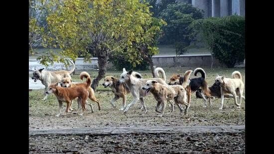 ਲੁਧਿਆਣਾ: ਐਸਬੀਐਸ ਨਗਰ ਨਿਵਾਸੀਆਂ ਨੇ ਆਵਾਰਾ ਕੁੱਤਿਆਂ ਦੀ ਦਹਿਸ਼ਤ, ਨਾਗਰਿਕਾਂ ਦੀ ਅਣਗਹਿਲੀ ਦੀ ਕੀਤੀ ਨਿੰਦਾ