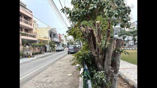 ਲੁਧਿਆਣਾ ‘ਚ ਦਰੱਖਤਾਂ ਦੀ ਕਟਾਈ ਕਰਨ ਦੇ ਦੋਸ਼ ‘ਚ ਦੋ ਖਿਲਾਫ ਮਾਮਲਾ ਦਰਜ