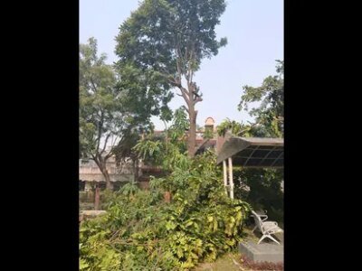 ਲੁਧਿਆਣਾ: ਬੀਆਰਐਸ ਨਗਰ ਪਾਰਕ ਵਿੱਚ ਨਾਜਾਇਜ਼ ਦਰੱਖਤਾਂ ਦੀ ਕਟਾਈ ਨੂੰ ਲੈ ਕੇ ਵਸਨੀਕਾਂ ਨੇ ਨਗਰ ਨਿਗਮ ਨੂੰ ਕੀਤੀ ਸ਼ਿਕਾਇਤ