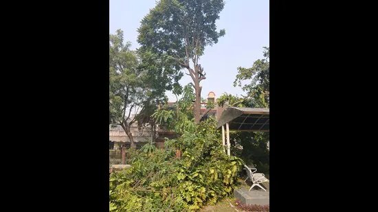 ਲੁਧਿਆਣਾ: ਬੀਆਰਐਸ ਨਗਰ ਪਾਰਕ ਵਿੱਚ ਨਾਜਾਇਜ਼ ਦਰੱਖਤਾਂ ਦੀ ਕਟਾਈ ਨੂੰ ਲੈ ਕੇ ਵਸਨੀਕਾਂ ਨੇ ਨਗਰ ਨਿਗਮ ਨੂੰ ਕੀਤੀ ਸ਼ਿਕਾਇਤ