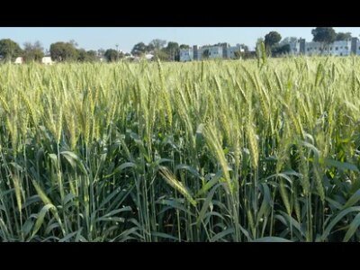 ਹਰਿਆਣਾ 'ਚ ਕਣਕ ਦੀ ਫਸਲ ਨੂੰ ਨੁਕਸਾਨ ਨਹੀਂ ਹੋਇਆ ਠੰਡਾ, ਸੁੱਕਾ ਸਪੈਲ : ਮਾਹਿਰ