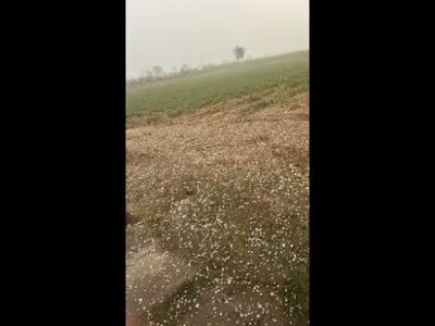 ਹਰਿਆਣਾ 'ਚ ਗੜੇਮਾਰੀ ਤੇ ਮੀਂਹ ਨੇ ਸਬਜ਼ੀਆਂ ਦੀ ਫ਼ਸਲ ਨੂੰ ਨੁਕਸਾਨ ਪਹੁੰਚਾਇਆ ਹੈ