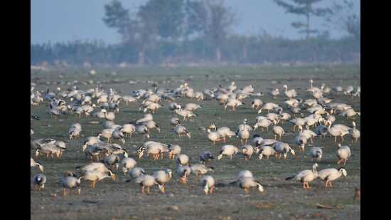 1.24 ਲੱਖ ‘ਤੇ, ਪੌਂਗ ਵੈਟਲੈਂਡ ਇਸ ਸਰਦੀਆਂ ਵਿੱਚ ਘੱਟ ਖੰਭਾਂ ਵਾਲੇ ਮਹਿਮਾਨਾਂ ਨੂੰ ਵੇਖਦਾ ਹੈ