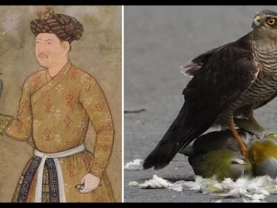 Wildbuzz | ਆਰਟਵਰਕ ਵਿੱਚ ਰੈਪਟਰ ਐਨਗਮਾਸ