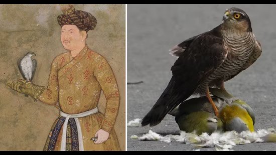 Wildbuzz | ਆਰਟਵਰਕ ਵਿੱਚ ਰੈਪਟਰ ਐਨਗਮਾਸ