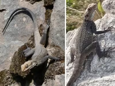 Wildbuzz | ਮੰਦਰ ਦੀਆਂ ਕਿਰਲੀਆਂ ਅਤੇ ਹੋਰ