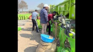 ਆਲੂ ਦੀ ਵਧਦੀ ਮੰਗ ਨਾਲ ਫਿਰੋਜ਼ਪੁਰ ਵਿੱਚ 5 ਸਾਲਾਂ ਵਿੱਚ 2 ਹਜ਼ਾਰ ਏਕੜ ਰਕਬਾ ਵਧਿਆ