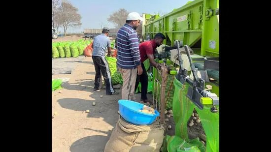 ਆਲੂ ਦੀ ਵਧਦੀ ਮੰਗ ਨਾਲ ਫਿਰੋਜ਼ਪੁਰ ਵਿੱਚ 5 ਸਾਲਾਂ ਵਿੱਚ 2 ਹਜ਼ਾਰ ਏਕੜ ਰਕਬਾ ਵਧਿਆ