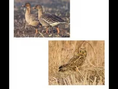 ਏਵੀਅਨ ਟ੍ਰੀਟ: ਕਸ਼ਮੀਰ ਦੇ ਸਰਦੀਆਂ ਦੇ ਅਸਮਾਨ ਵਿੱਚ ਨਵੇਂ ਖੰਭ ਦਿਖੇ ਗਏ