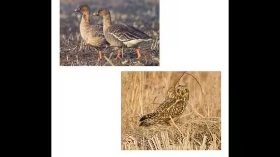 ਏਵੀਅਨ ਟ੍ਰੀਟ: ਕਸ਼ਮੀਰ ਦੇ ਸਰਦੀਆਂ ਦੇ ਅਸਮਾਨ ਵਿੱਚ ਨਵੇਂ ਖੰਭ ਦਿਖੇ ਗਏ