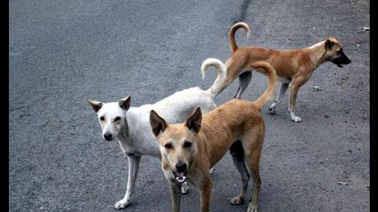 ਚੰਡੀਗੜ੍ਹ: ਪਸ਼ੂ ਕਾਰਕੁਨ ਰਾਏਪੁਰ ਕਲਾਂ ਕੇਂਦਰ ਵਿੱਚ ਸੀਸੀਟੀਵੀ, ਸਹੀ ਰੋਸਟਰ ਦੀ ਮੰਗ ਕਰਦੇ ਹਨ