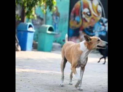 ਜੰਮੂ-ਕਸ਼ਮੀਰ ਵਿੱਚ ਪਿਛਲੇ 2 ਸਾਲਾਂ ਵਿੱਚ ਕੁੱਤੇ ਦੇ ਕੱਟਣ ਦੇ 2L ਮਾਮਲੇ ਦਰਜ ਕੀਤੇ ਗਏ: ਵਿਧਾਨ ਸਭਾ ਵਿੱਚ ਸਕੀਨਾ ਇਟੂ