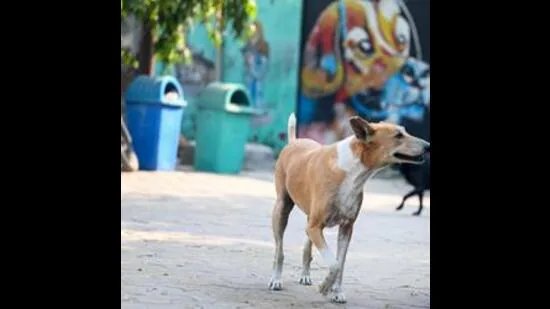 ਜੰਮੂ-ਕਸ਼ਮੀਰ ਵਿੱਚ ਪਿਛਲੇ 2 ਸਾਲਾਂ ਵਿੱਚ ਕੁੱਤੇ ਦੇ ਕੱਟਣ ਦੇ 2L ਮਾਮਲੇ ਦਰਜ ਕੀਤੇ ਗਏ: ਵਿਧਾਨ ਸਭਾ ਵਿੱਚ ਸਕੀਨਾ ਇਟੂ