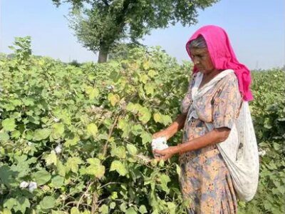 ਪੰਜਾਬ ਨੇ ਕੀੜਿਆਂ ਦੇ ਡਰ, ਮਜ਼ਦੂਰਾਂ ਦੀ ਘਾਟ ਦੇ ਵਿਚਕਾਰ ਕਪਾਹ ਦਾ ਉੱਚ ਟੀਚਾ ਨਿਰਧਾਰਤ ਕੀਤਾ ਹੈ