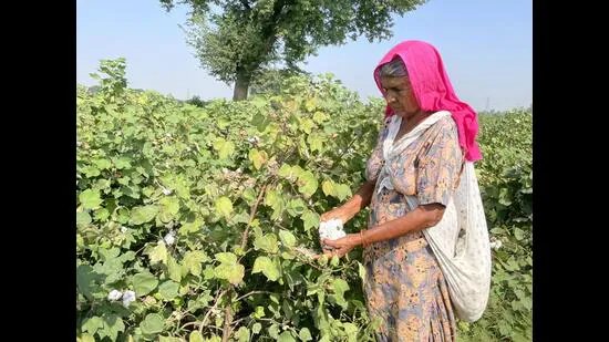 ਪੰਜਾਬ ਨੇ ਕੀੜਿਆਂ ਦੇ ਡਰ, ਮਜ਼ਦੂਰਾਂ ਦੀ ਘਾਟ ਦੇ ਵਿਚਕਾਰ ਕਪਾਹ ਦਾ ਉੱਚ ਟੀਚਾ ਨਿਰਧਾਰਤ ਕੀਤਾ ਹੈ