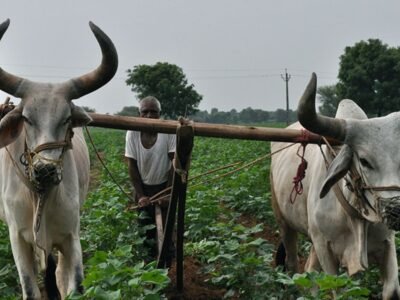 'ਭਾਰਤ-ਅਮਰੀਕਾ ਵਪਾਰ ਸਮਝੌਤਾ ਖੇਤੀਬਾੜੀ ਨਿਰਯਾਤ ਨੂੰ ਹੁਲਾਰਾ ਦੇਵੇਗਾ,' ਖੇਤੀ ਸੈਕਟਰ ਦੀਆਂ ਚਿੰਤਾਵਾਂ ਦੇ ਵਿਚਕਾਰ ਸਰਕਾਰੀ ਅਧਿਕਾਰੀ ਦਾ ਕਹਿਣਾ ਹੈ