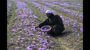 ਮੌਸਮ ਦੇ ਬਦਲਾਅ ਨਾਲ ਜੂਝਦੇ ਹੋਏ, ਕਸ਼ਮੀਰ ਦਾ 'ਲਾਲ ਸੋਨਾ' ਉਤਪਾਦਨ, ਮੁਨਾਫੇ ਵਿੱਚ ਵਾਧਾ ਦੇਖਦਾ ਹੈ