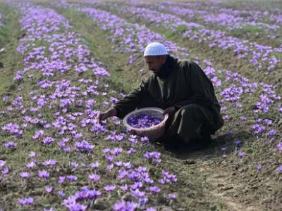 ਮੌਸਮ ਦੇ ਬਦਲਾਅ ਨਾਲ ਜੂਝਦੇ ਹੋਏ, ਕਸ਼ਮੀਰ ਦਾ 'ਲਾਲ ਸੋਨਾ' ਉਤਪਾਦਨ, ਮੁਨਾਫੇ ਵਿੱਚ ਵਾਧਾ ਦੇਖਦਾ ਹੈ