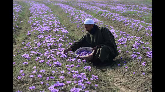 ਮੌਸਮ ਦੇ ਬਦਲਾਅ ਨਾਲ ਜੂਝਦੇ ਹੋਏ, ਕਸ਼ਮੀਰ ਦਾ ‘ਲਾਲ ਸੋਨਾ’ ਉਤਪਾਦਨ, ਮੁਨਾਫੇ ਵਿੱਚ ਵਾਧਾ ਦੇਖਦਾ ਹੈ