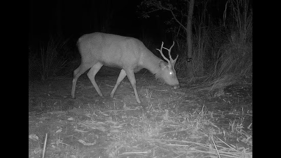 ਵਾਈਲਡਬਜ਼: ਪਿਆਰੇ ਦੀ ਜ਼ਿੰਦਗੀ ਇੱਥੇ ਵੱਖਰੀ ਹੈ