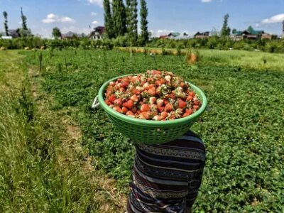 ਵੈਲੀ ਵਿੱਚ ਛੇ ਸਾਲਾਂ ਵਿੱਚ ਫਲਾਂ ਦੇ ਉਤਪਾਦਨ ਵਿੱਚ 34% ਵਾਧਾ ਹੋਇਆ ਹੈ