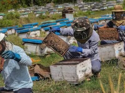 ਸਰਕਾਰੀ ਸੁਰੱਖਿਆ ਜਾਲ ਨਾਲ ਮਿੱਠੀ ਵਾਪਸੀ: ਜੰਮੂ-ਕਸ਼ਮੀਰ ਵਿੱਚ ਮਧੂ ਮੱਖੀ ਦਾ ਕਾਰੋਬਾਰ ਗੂੰਜ ਰਿਹਾ ਹੈ