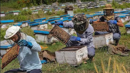 ਸਰਕਾਰੀ ਸੁਰੱਖਿਆ ਜਾਲ ਨਾਲ ਮਿੱਠੀ ਵਾਪਸੀ: ਜੰਮੂ-ਕਸ਼ਮੀਰ ਵਿੱਚ ਮਧੂ ਮੱਖੀ ਦਾ ਕਾਰੋਬਾਰ ਗੂੰਜ ਰਿਹਾ ਹੈ