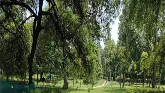 ਸੈਕਟਰ 47 ਅਤੇ 39 ਵਿਚਕਾਰ ਜੰਗਲੀ ਪੱਟੀ ਅਪਰਾਧਿਕ ਛਾਉਣੀ: ਚੰਡੀਗੜ੍ਹ ਕੌਂਸਲਰ