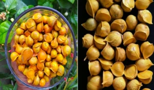 ਹਾਰਟ ਅਟੈਕ ਦਾ ਖਤਰਾ ਘਟੇਗਾ, ਇਹ ਖਾਸ ਲਸਣ ਨਾੜੀਆਂ 'ਚ ਜਮ੍ਹਾ ਖਰਾਬ ਕੋਲੈਸਟ੍ਰਾਲ ਨੂੰ ਸਾਫ ਕਰੇਗਾ।