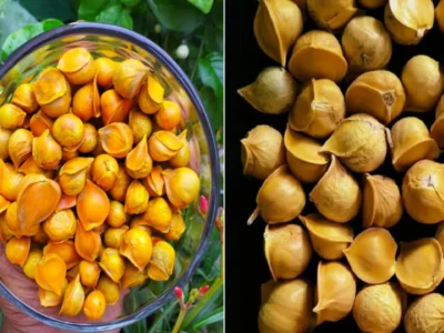 ਹਾਰਟ ਅਟੈਕ ਦਾ ਖਤਰਾ ਘਟੇਗਾ, ਇਹ ਖਾਸ ਲਸਣ ਨਾੜੀਆਂ 'ਚ ਜਮ੍ਹਾ ਖਰਾਬ ਕੋਲੈਸਟ੍ਰਾਲ ਨੂੰ ਸਾਫ ਕਰੇਗਾ।