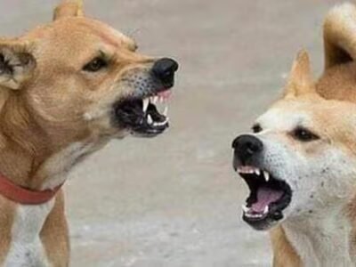 HC ਝੰਡੇ ਪੰਜਾਬ, ਹਰਿਆਣਾ ਵਿੱਚ ਕੁੱਤਿਆਂ ਦੀ ਲੜਾਈ ਦਾ ਆਯੋਜਨ; ਸਵਾਲ ਲਾਗੂ ਕਰਨ ਦੇ ਅੰਤਰ