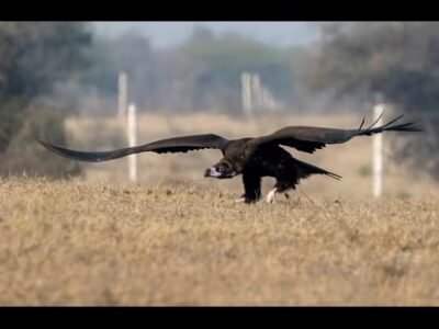 Wildbuzz | ਅਜਿਹਾ ਨਾ ਹੋਵੇ ਕਿ ਅਸੀਂ ਜਟਾਯੂ, ਸਫਾਈ ਸਿਪਾਹੀ ਨੂੰ ਭੁੱਲ ਜਾਈਏ