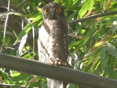 Wildbuzz | ਜ਼ਿੰਦਗੀ ਨੇ ਮੂਰਤੀ ਨਾਲ ਧੋਖਾ ਕੀਤਾ