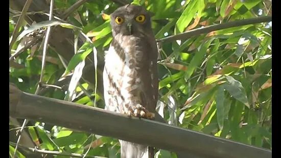 Wildbuzz | ਜ਼ਿੰਦਗੀ ਨੇ ਮੂਰਤੀ ਨਾਲ ਧੋਖਾ ਕੀਤਾ