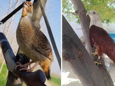 Wildbuzz | ਤਿੱਤਰ ਨੂੰ ਬੰਦੂਕ ਦੇ ਦਿਓ