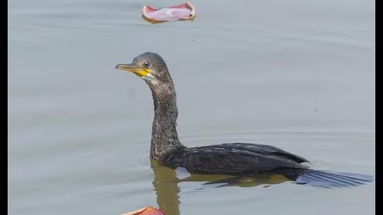 Wildbuzz | ਮਹਾਨ ਧੋਖੇਬਾਜ਼ਾਂ ਤੋਂ ਸਾਵਧਾਨ ਰਹੋ!