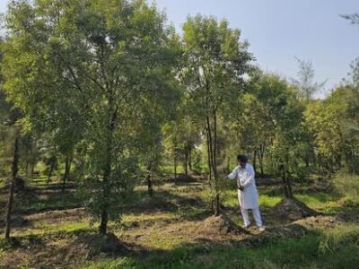 ਜੰਗਲਾਤ ਵਿਭਾਗ ਪੰਜਾਬ ਚੰਦਨ ਦੀ ਲੈਬ ਟੈਸਟ ਲਈ ਤਿਆਰ