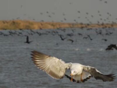 ਪੰਛੀਆਂ ਦੀ ਜਨਗਣਨਾ 2026: ਪੰਜਾਬ ਦੇ ਵੈਟਲੈਂਡਜ਼ ਵਿੱਚ ਪੰਛੀਆਂ ਦੀਆਂ ਕਿਸਮਾਂ ਵਿੱਚ ਵਾਧਾ, ਗਿਣਤੀ ਵਿੱਚ ਕਮੀ