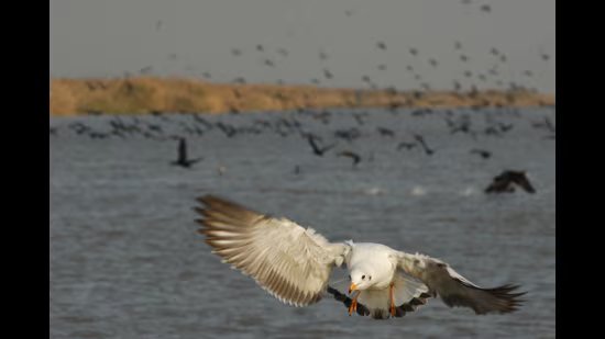 ਪੰਛੀਆਂ ਦੀ ਜਨਗਣਨਾ 2026: ਪੰਜਾਬ ਦੇ ਵੈਟਲੈਂਡਜ਼ ਵਿੱਚ ਪੰਛੀਆਂ ਦੀਆਂ ਕਿਸਮਾਂ ਵਿੱਚ ਵਾਧਾ, ਗਿਣਤੀ ਵਿੱਚ ਕਮੀ