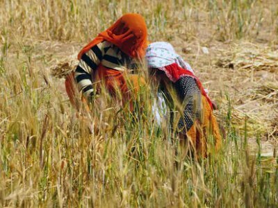 ਪੰਜਾਬ 'ਚ ਗਰਮੀ ਦਾ ਕਹਿਰ, ਕਣਕ ਦੀ ਫਸਲ ਨੂੰ ਨੁਕਸਾਨ ਹੋਣ ਦੀ ਸੰਭਾਵਨਾ ਹੈ