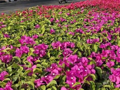 ਮਹਿਮਾਨ ਕਾਲਮ | ਬੋਗਨਵਿਲੀਆ ਗਾਰਡਨ: ਜਿੱਥੇ ਰੰਗ ਹਿੰਮਤ ਨਾਲ ਮਿਲਦੇ ਹਨ