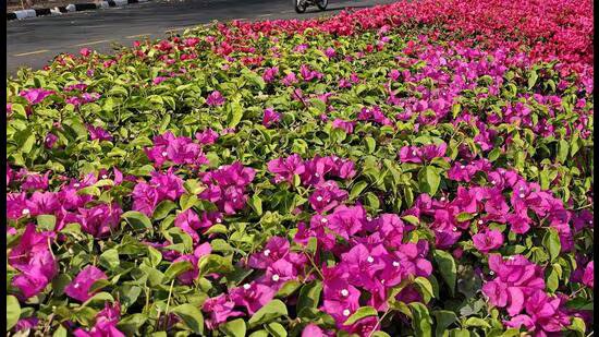 ਮਹਿਮਾਨ ਕਾਲਮ | ਬੋਗਨਵਿਲੀਆ ਗਾਰਡਨ: ਜਿੱਥੇ ਰੰਗ ਹਿੰਮਤ ਨਾਲ ਮਿਲਦੇ ਹਨ
