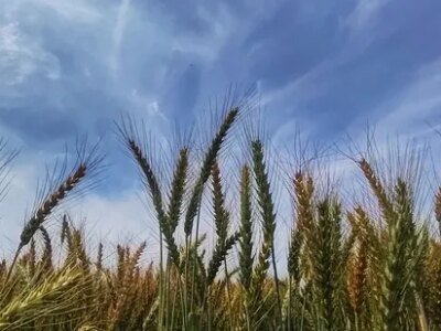 ਮੀਂਹ, ਤੇਜ਼ ਹਵਾਵਾਂ ਕਾਰਨ ਕਣਕ ਦੀ ਵਾਢੀ ਦੀ ਸੰਭਾਵਨਾ ਵਧੀ : ਮਾਹਿਰ