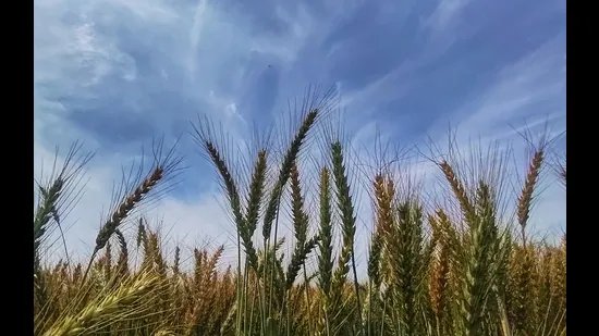 ਮੀਂਹ, ਤੇਜ਼ ਹਵਾਵਾਂ ਕਾਰਨ ਕਣਕ ਦੀ ਵਾਢੀ ਦੀ ਸੰਭਾਵਨਾ ਵਧੀ : ਮਾਹਿਰ