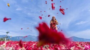 Wildbuzz | ਚੰਬੇ ਦਾ ਕਰੀਮਸਨ ਜਾਦੂ