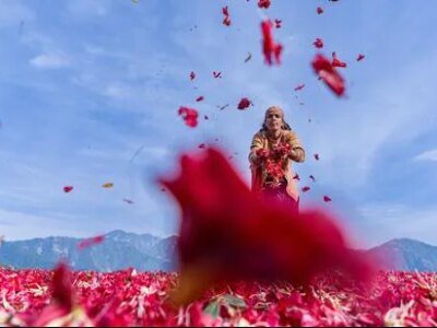 Wildbuzz | ਚੰਬੇ ਦਾ ਕਰੀਮਸਨ ਜਾਦੂ