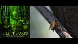 Wildbuzz | ਰਾਤ ਨੂੰ ਦੀਵੇ ਜਗਾਏ