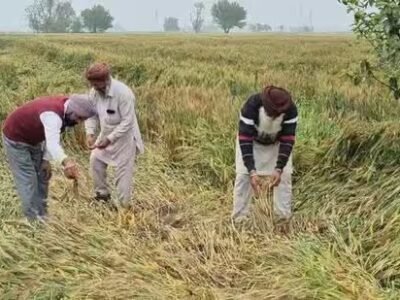 ਕੇਂਦਰ ਨੇ ਮੀਂਹ ਦੇ ਨੁਕਸਾਨ ਦਾ ਮੁਕਾਬਲਾ ਕਰਨ ਲਈ ਪੰਜਾਬ ਲਈ ਕਣਕ ਦੀ ਗੁਣਵੱਤਾ ਦੇ ਮਾਪਦੰਡਾਂ ਨੂੰ ਸੌਖਾ ਕੀਤਾ